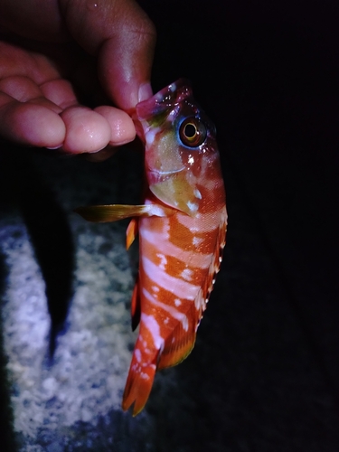 アカハタの釣果