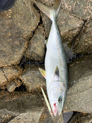 イナダの釣果