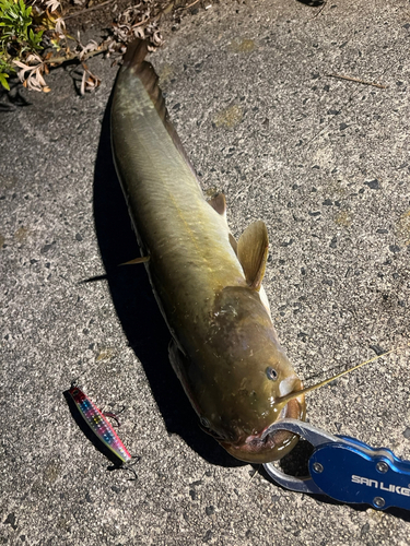 ナマズの釣果