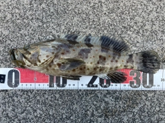 チャイロマルハタの釣果