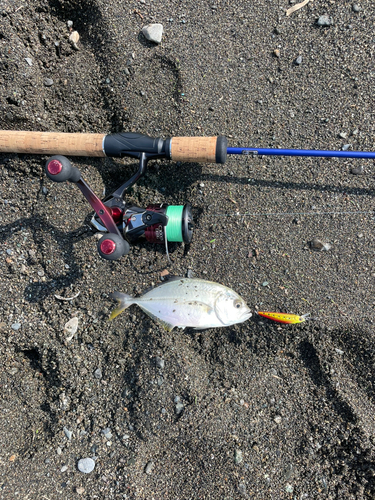 オニヒラアジの釣果