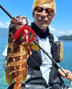 アカハタの釣果