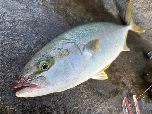 ヒラマサの釣果