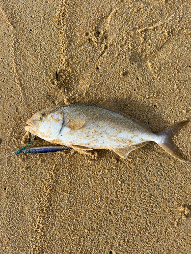 ネリゴの釣果