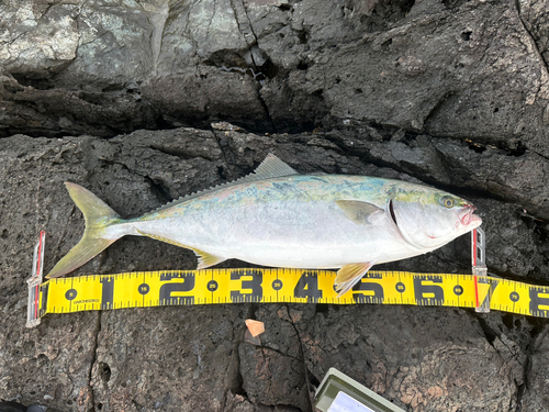 ワラサの釣果