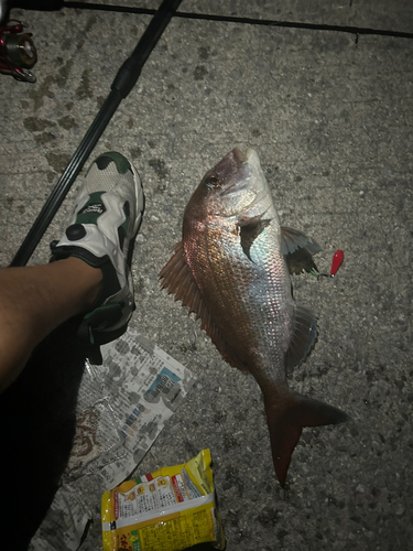 タイの釣果