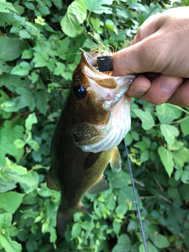 ブラックバスの釣果