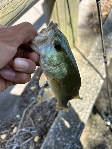 ブラックバスの釣果