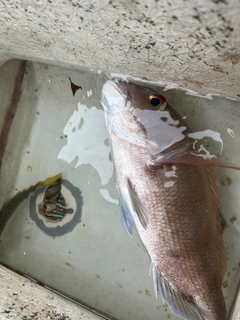 タイの釣果