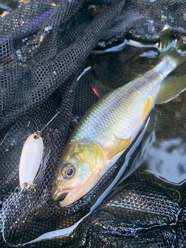 カワムツの釣果