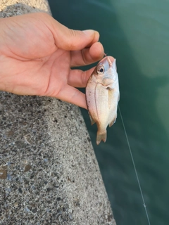 チダイの釣果