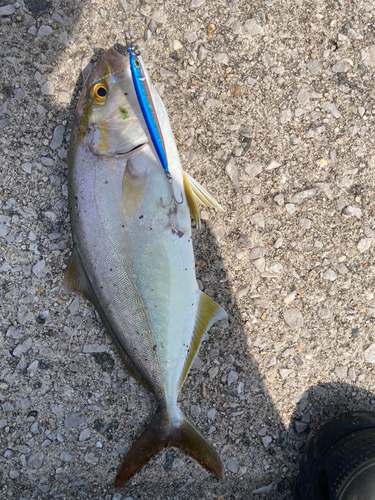 ショゴの釣果