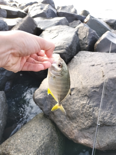 メッキの釣果