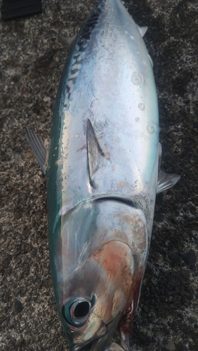 ソウダガツオの釣果