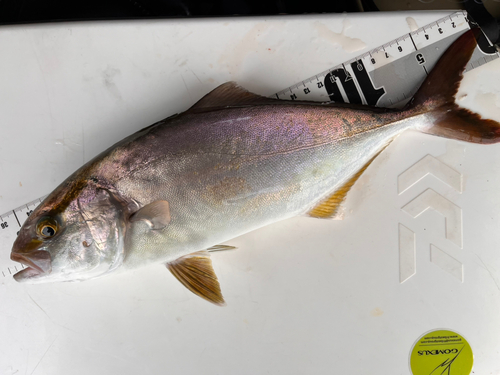 ショゴの釣果