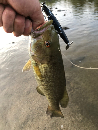 スモールマウスバスの釣果