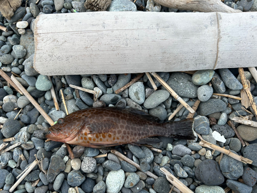 オオモンハタの釣果