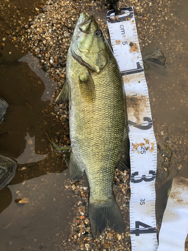 スモールマウスバスの釣果