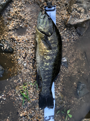 スモールマウスバスの釣果