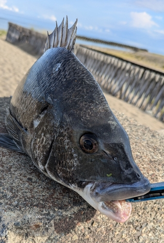 チヌの釣果