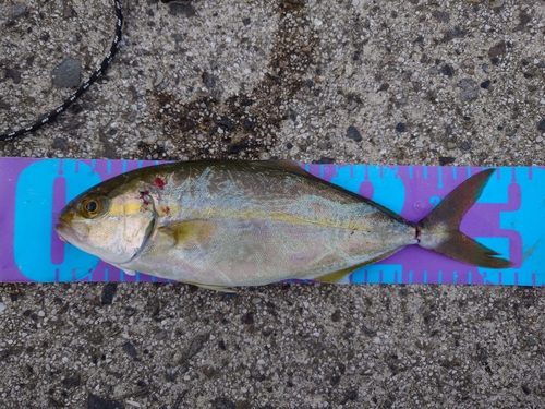 カンパチの釣果