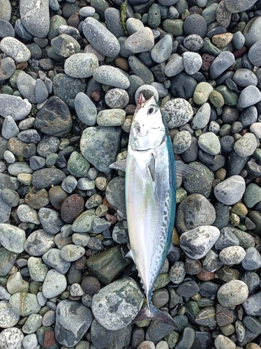 マルソウダの釣果