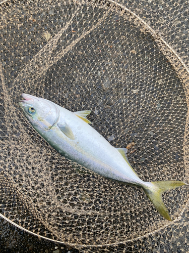 ワカシの釣果