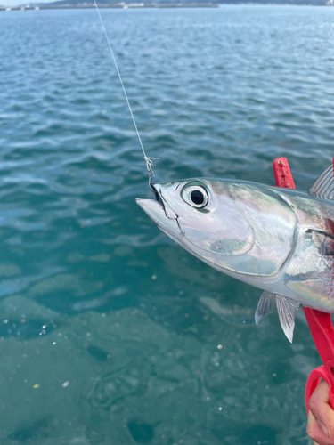 ソウダガツオの釣果