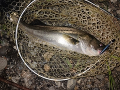 スズキの釣果