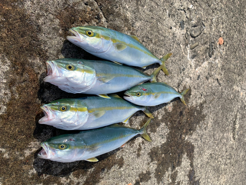 ツバスの釣果