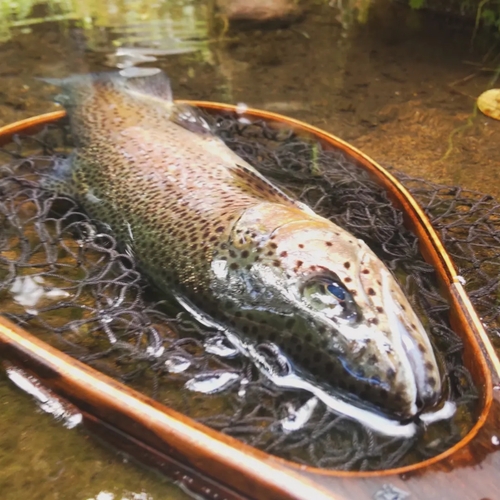 ニジマスの釣果