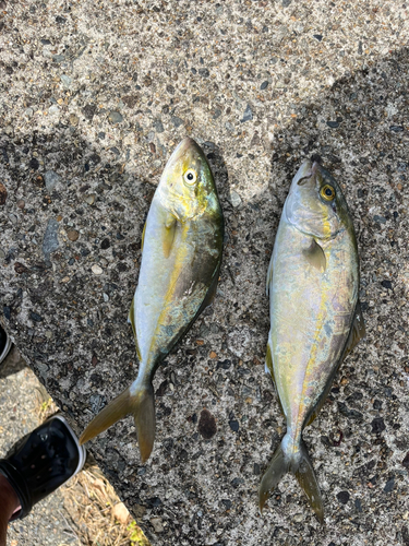 カンパチの釣果