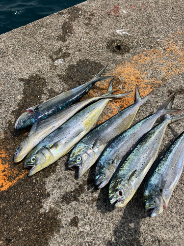 シイラの釣果