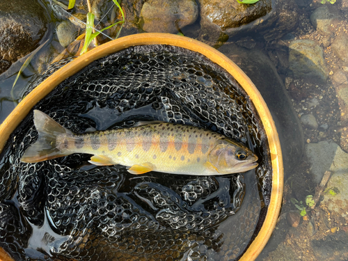 ヤマメの釣果