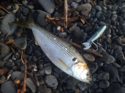 コノシロの釣果