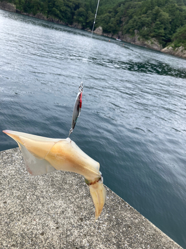 ケンサキイカの釣果