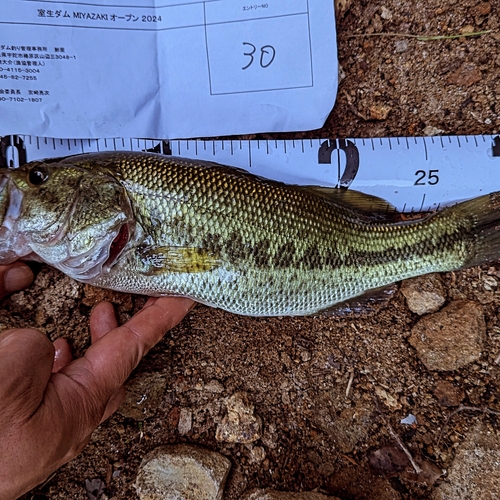 ブラックバスの釣果