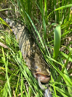 ナマズの釣果