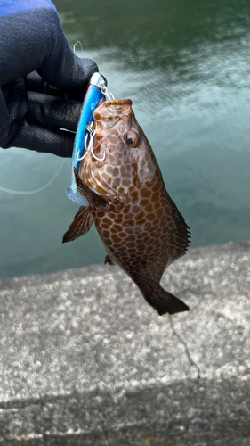 オオモンハタの釣果