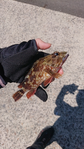 カサゴの釣果