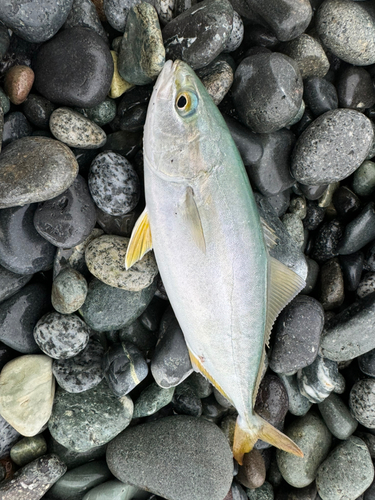 ワカシの釣果