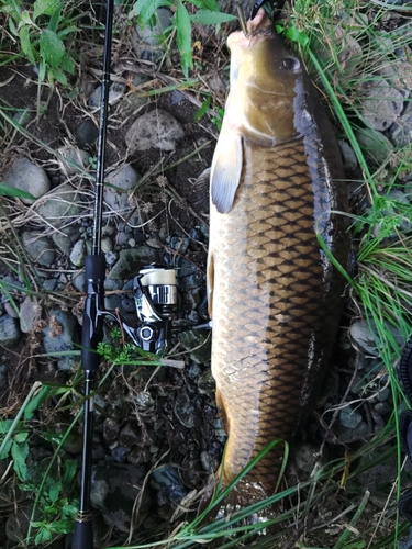 コイの釣果