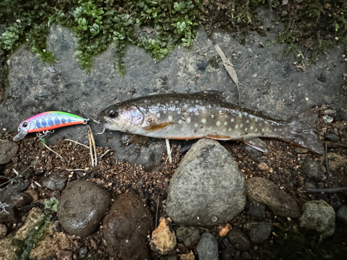 エゾイワナの釣果