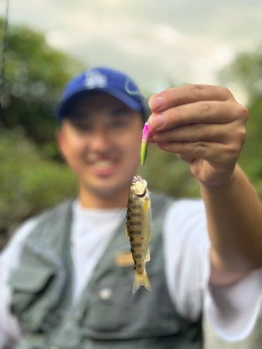 ヤマメの釣果