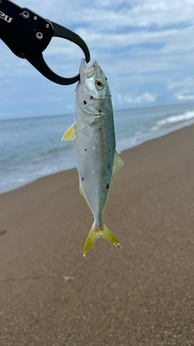 釣果