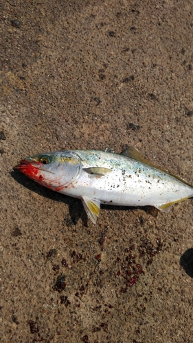 ツバスの釣果