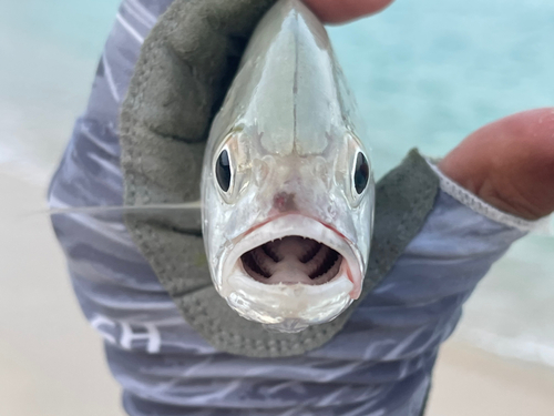 オニヒラアジの釣果