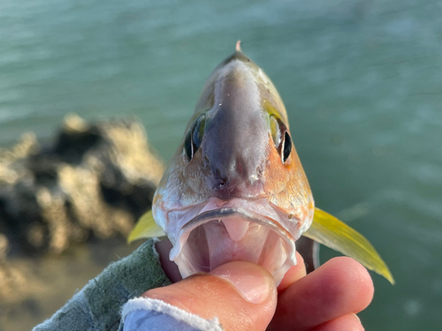 オキフエダイの釣果