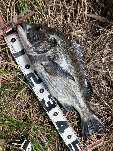 クロダイの釣果