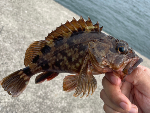 カサゴの釣果